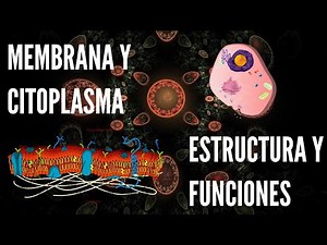 MEMBRANA CELULAR ESTRUCTURA Y FUNCIONES. QUE ES EL CITOPLASMA. MEMBRANA CELULAR FUNCIONES