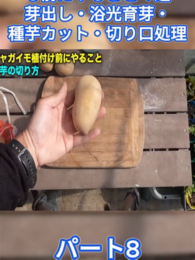 春ジャガイモ植え付ける前にやること４選 芽出し・浴光育芽・種芋カット・切り口処理