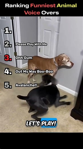 Ranking The Best Animal Voice Overs #funny #animals #shorts #trending