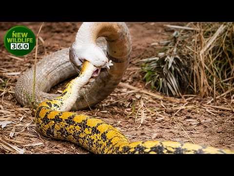 The Most Terrifying Moments When King Cobras Attack And Devour Their Own Kind | animal attacks