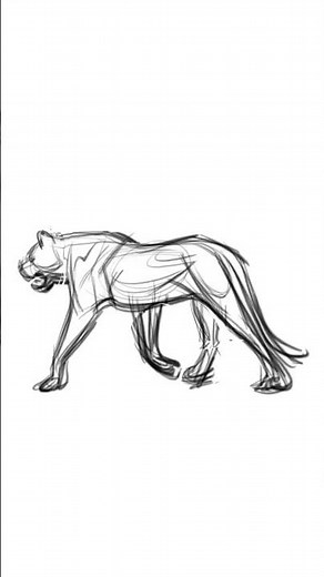 Lion animation study #drawing #lion #animals