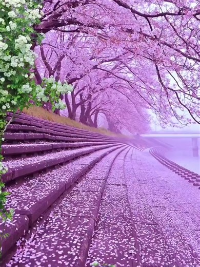 Planet Earth Reel 3 #fyp #foryoupagе #pinkflowers #trees #whiteflowers #nature #planetearth