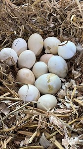 Amazing Egg hatching | Mian Inventions