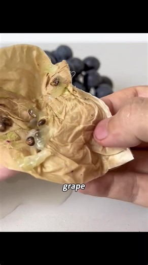 Growing Grapes from Seeds: My Two-Year Journey