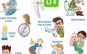 3.3K views · 184 reactions | The LARGE INTESTINE Meridian: the quick short-to-the-point-version. What is your favourite Large Intestine point? #AcupunctureRocks! | AcuPro Academy | Facebook