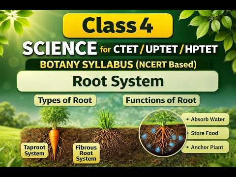 Class 4 Science | Root System | Types of Root | Botany for CTET / UPTET / HPTET | NCERT Based