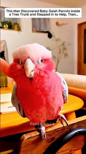 Parrot 🦜 Got A New Life 💖 | #parrot #pets #rescue