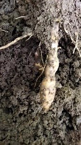 21K views · 145 reactions | Review singkong thailand buahnya bikin kaget...... | Register 45 | Facebook