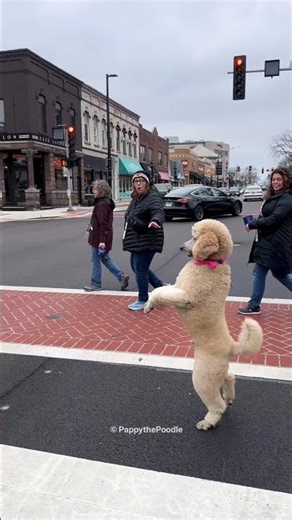 This Dog Walks Like A Human 🐶😍 #shorts