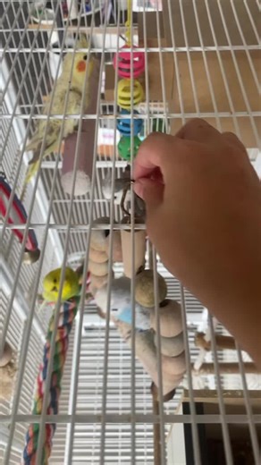Luv birds 😍🤭😝 (@i_lov3..birds)’s videos with Originalton - varkei🫐
