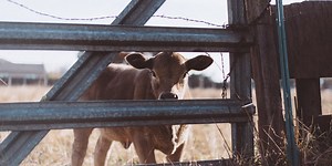 How to ensure your farm animals are warm during the cold season