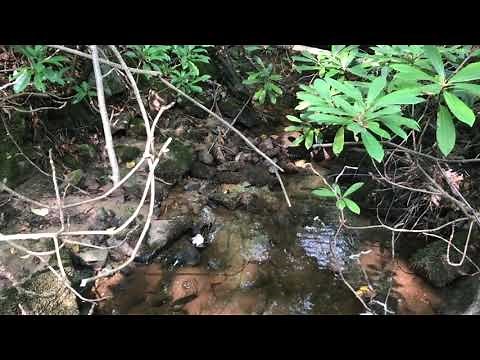 On the Trail with Tyson: Bear Run Nature Reserve