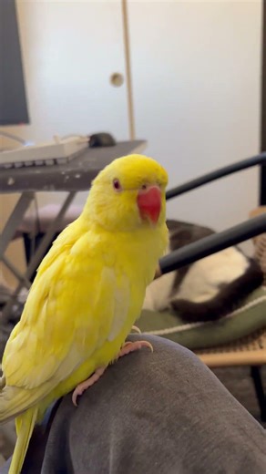 Chispy being watched by Cheeky