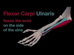 Arm Muscles: 29 Flexor Carpi Ulnaris
