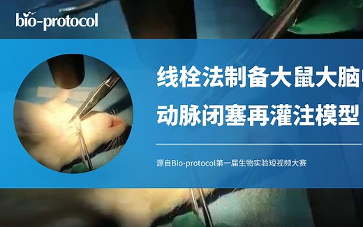 【Bio-protocol】线栓法制备大鼠大脑中动脉闭塞再灌注模型
