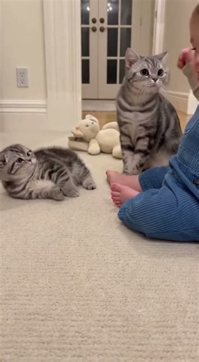 Mom Cat’s Warning Look 😾⚠️ #cat #kitty #baby #catvsbaby