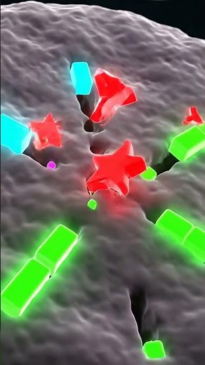 HLA Matching Explained