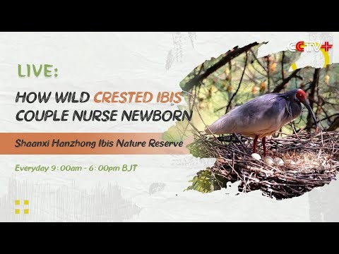Live: How wild crested ibis couple nurse precious newborn (May 20)