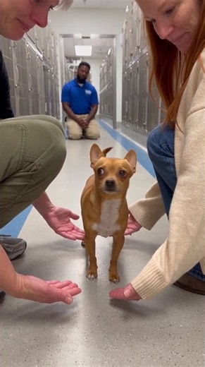 Behind the scenes at an animal shelter tour