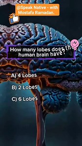 How many lobes does the human brain have? | Speak Native - With Mostafa Ramadan