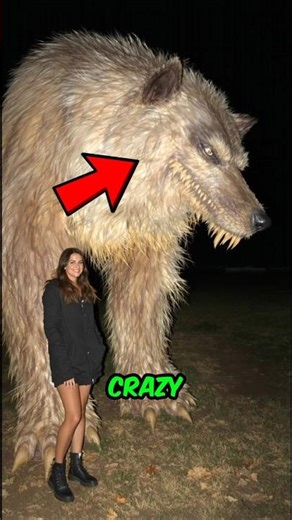 Top 5 Fastest Dog Breeds Ever Recorded ⚡You Won't Believe in #1!