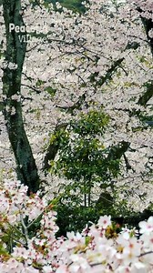 7.1M views · 480K reactions | The beauty of Nature  | The beauty of Nature | Facebook