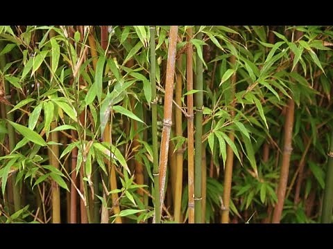 Bamboo: Varieties and Planting - Bricomanía