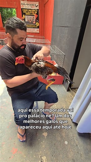 Robertson Queiroz Queiroz de Faria on Instagram: "Hoje vou falar de como fazemos os cruzamentos aqui na cocheira #galismo #galo #aves #galinha"