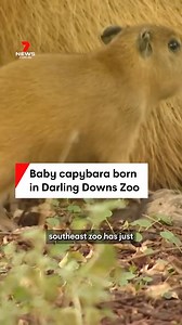 41K views · 198 reactions | A south-east Queensland zoo has welcomed a baby capybara into the world. The pup is yet to be officially named, but has been dubbed 'Itty Bitty.' #capybara #babycapybara #zoo #meme #viral #animal #Queensland #7NEWS | 7NEWS Wide Bay | Facebook