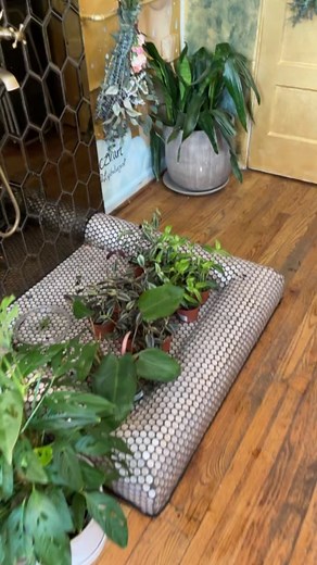 The best add-on to your shower✨ #eucalyptus #selfcare #euphoria #euphoriacassie #selflove #eucalyptusshower #eucalyptusshowerbundles #ihaveneverbeenhappier