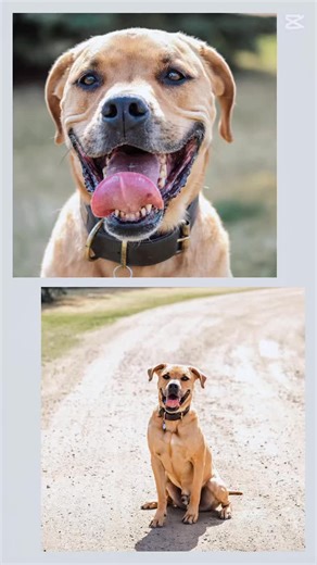 Meet Axel — 78 lbs of goofy charm, big feelings, and zero puppy nonsense. That’s right, he’s way past the chew-everything, pee-on-the-rug phase. No teething, no midnight zoomies, just a grown-up boy with a silly streak and a heart of gold. Axel is affectionate, curious, and absolutely thrilled about life (and toys, and snacks, and countertops… we’re working on it). He’s living with kids, a dog, and some barn cats — though the cats might say he’s a bit too interested. A cat-free home (or dog-savv