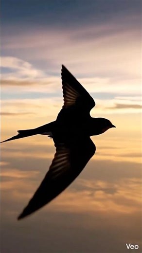 This Bird Sleeps While Flying 🐦