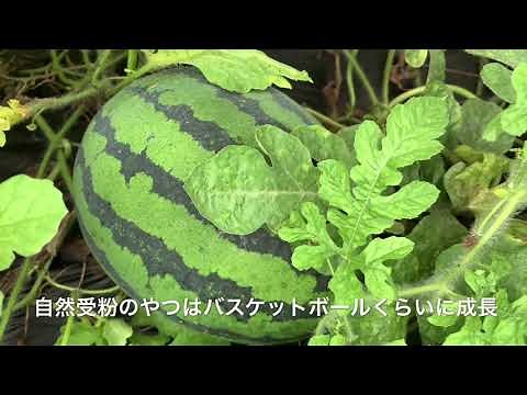 スイカを甘〜く育てる方法！放置栽培で簡単に美味しいスイカをつくる！家庭菜園 管理 成長過程 田舎の畑