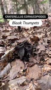 5.3K views · 5.1K reactions | Black trumpets are delicious edible mushrooms despite their eerie appearance! #mushrooms #mushroomforaging #mycology #fungi #fungaldiversity #blacktrumpets #trompettedelamort #craterelluscornucopioides | FUNGIWOMAN | Facebook