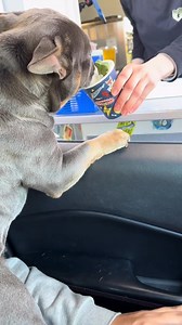 Reasons my dog would NOT survive | Kash.d.frenchie