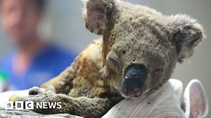 Australia bushfires: Which animals typically fare best and worst?