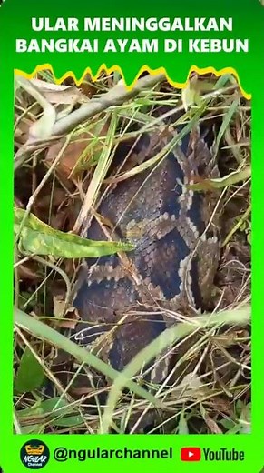 Ular meninggalkan bangkai ayam di kebun #viral #short #ular #hewan