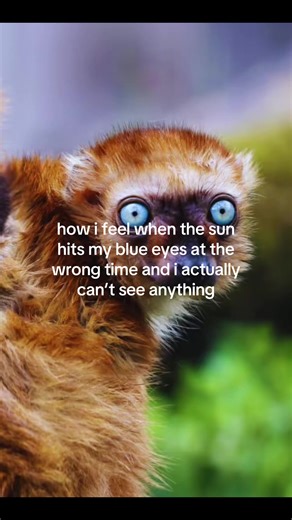 Experiencing Bright Sunlight with Blue Eyes