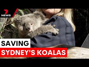 Sydney's new national park protects koala habitat | 7NEWS