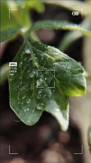 Small Plants, Big Details | 4K Cinematic Nature Photography #4k #4kvideo #4kphotography