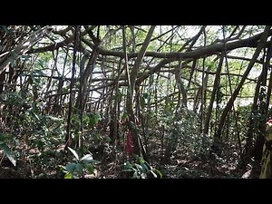 Madagascar 3 L'arbre sacré de Mahatsinjo LC VIDEO