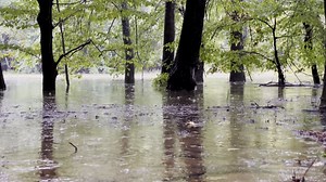 Rain, Trees, Leaves. Free Stock Video