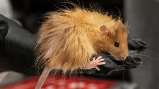 Texas company creates first ever woolly mice from woolly mammoth DNA