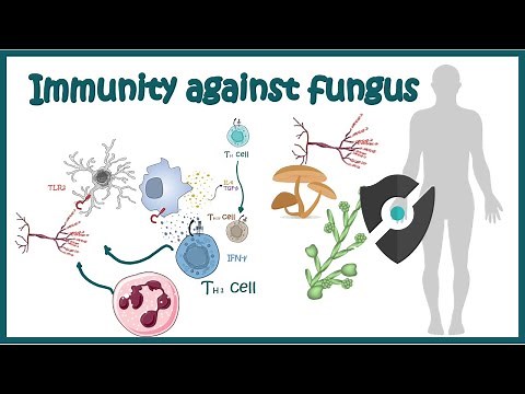 Immune response against Fungus