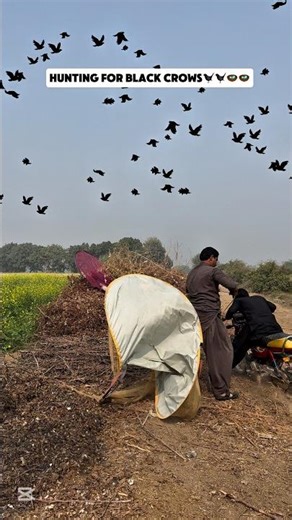 Hunting for black crows🐦‍⬛🐦‍⬛🪺🪺 #birdhunting #egg #crows #foryou