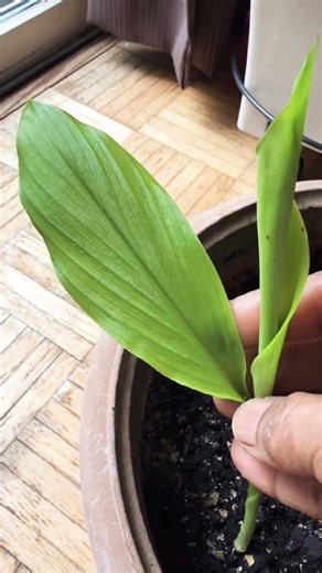 I Planted This in December… but Is It Ginger or Turmeric?