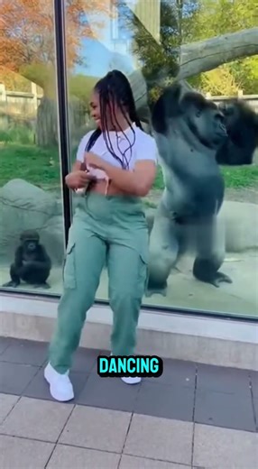 Gorilla and balck woman both amzing dance in zoo #animalrescue #wildliferescue #rescueefforts #funn