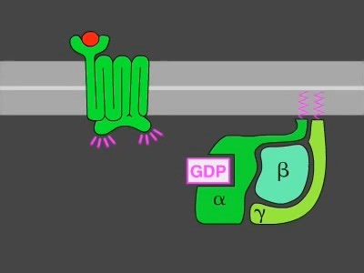 GPCR介导的细胞信号转导过程