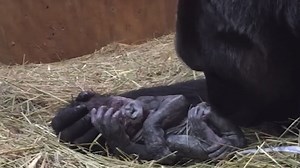 This Extraordinarily Rare Footage Shows The Birth Of A Baby Gorilla