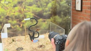Moment Countryfile host asks harvest mouse to pose for photo